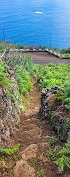 Plants: image 62 Of 208 Thumb